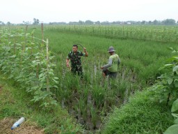Berantas OPT padi, Penyemprotan hama dilakukan secara serentak