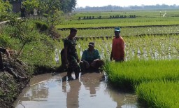 Babinsa 0816/17 melaksanakan penyuluhan pertanian di wilayah binaanya