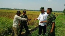 Pendampingan kepada Kelompok Tani dalam mensukseskan Swasembada Pangan