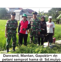Atasi Hama Wereng, Penyemprotan hama dilakukan Babinsa Ramil 09 dan Petani