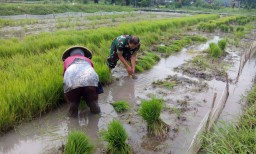 Babinsa dampingi petani siapkan bibit padi