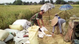 Sukseskan Ketahanan Pangan Kodim 0816 Sidoarjo Turun Kesawah