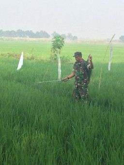 Babinsa Ramil 05/Tulangan dan Poktan Melaksanakan Penyemprotan Tanaman Padi Secara Massal.