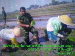 Peran aktif Babinsa turun ke sawah bersama para petani