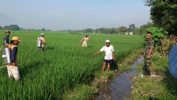 Pendampingan terhadap petani dilaksanakan oleh Babinsa Desa Pamotan Koramil 0816/04 Porong,
