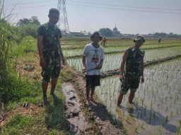 Babinsa Ramil 07 Krembung Laksanakan Komsos Dengan Petani Padi.