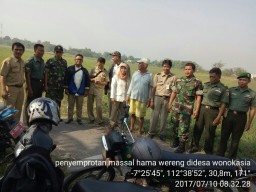 KORAMIL 0816/13 WONOAYU MELAKSANAKAN PEMBERANTASAN HAMA WERENG SECARA SERENTAK
