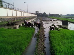 Babinsa 0816/06 bantu petani cabut benih padi