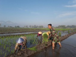 Modal semangat dan tanpa pamrih babinsa dampingi petani.