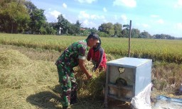 Babinsa Kragan,Gedangan Membantu Petani Panen Padi