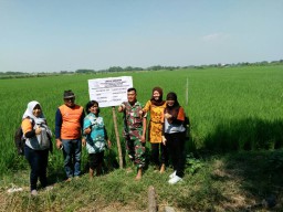 *Babinsa Koramil Candi bersama PPL Terapkan Pengendalian Hama Terpadu*