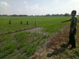 Pendampingan terhadap petani agar tercapainya program Swasembada Pangan