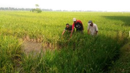 Babinsa 0816/Sidoarjo dan petani datangi sawah yang diserang hama wereng