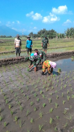 Koramil 07/Krembung ikut wujudkan swasembada pangan di Desa Wangkal Kec. Krembung