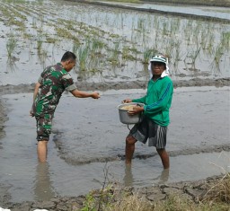 Babinsa Bantu Tabur Benih Padi Bersama Petani.