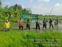 Tanam padi serentak Babinsa Koramil 0816/18 Sedati bersama kelompok tani