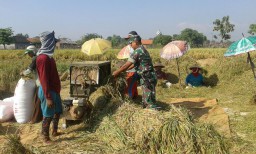 Babinsa Koramil 02/Candi membantu panen raya bersama petani