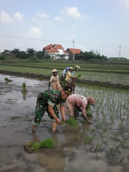 Kegiatan upsus babinsa dukung swasembada pangan