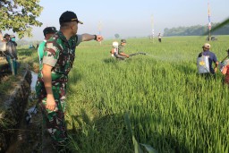 Dandim 0816/Sda melaksanakan program basmi hama di Kec. Prambon