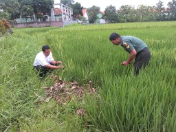 Babinsa Desa Tempel - Krian aktif dampingi petani dalam perawatan tanaman padi