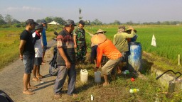 Bersama sama membasmi hama wereng coklat yang meresahkan petani Kecamatan Tarik