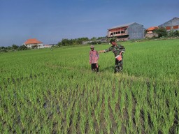 Koramil 0816/09 selalu aktif dalam pendampingan terhadap Poktan demi tercapainya program UPSUS