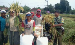Babinsa Ramil 01 bersama petani tuntaskan panen padi
