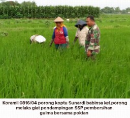 Koptu Sunardi Babinsa Koramil 0816/04 Porong melakukan upaya khusus pendampingan dalam pembersihan G