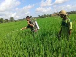 Babinsa Koramil 0816/17 Gedangan membantu penyemprotan padi
