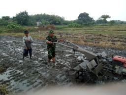 Wujud Kebersamaan TNI Dengan Rakyat Babinsa Desa Kedondong Bantu Petani Bajak Sawah