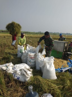 Babinsa Koramil 0816/15 Sukodono Bersama Pok Tani Raharjo Desa Kloposepuluh