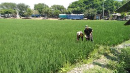 Babinsa Desa Prasung Serma Karli Setia Dampingi Kelompok Tani Pemupukan Padi