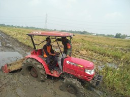 Berikan Semangat Pada Petani Babinsa Koramil 0816-05/Tulangan Bantu bajak Sawah
