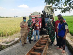 KODIM 0816 SIDOARJO BUAT MODEL/PILOT PROJECT TANAMAN PADI