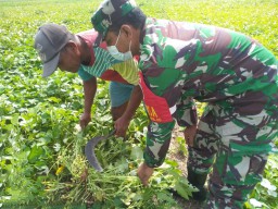 BABINSA KORAMIL 0816/05 TULANGAN BANTU PETANI DESA BINAANNYA MERAWAT TANAMAN KANGKUNG