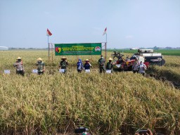 Panen Raya bersama Dandim 0816/Sidoarjo di Desa Rejeni Kec. Krembung