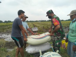 Wujudkan Ketahanan Pangan, Babinsa Kebaron Serma Edi Ikut Bantu Warga Binaan Panen Padi
