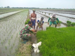 Bentuk Kepedulian pada Warga Binaan, Babinsa Koramil 0816/05 Serma Edi Bantu Petani Tanam Padi