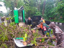 Babinsa Koramil 0816/01 Sidoarjo Kota bersama warga bantu evakuasi pohon tumbang