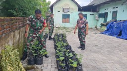 Semangat Anggota Koramil 0816/05 Melaksanakan Perawatan dan Pemeliharaan Tanaman Media Polybag