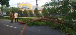 Babinsa Koramil 0816/10 Balongbendo bersama warga membantu evakuasi pohon yang tumbang di Jalan raya Bakalanwringinpitu