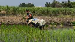 Babinsa Koramil 0816/10 Balongbendo Dampingi Petani Tanam Bibit Padi, Wujudkan Ketahanan Pangan Berkelanjutan