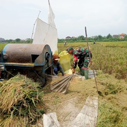 Kodim 0816 Sidoarjo Laksanakan Serapan Gabah Pasca Idul Fitri 1446 H