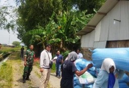 Wujudkan Ketahanan Pangan Babinsa Koramil 0816/11 Tarik Gencarkan Sergap Ke Bulog