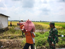 Babinsa Sertu Edy Koramil 0816/11 Tarik Laksanakan Pendampingan Serapan Gabah Petani di Desa Kemuning