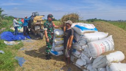 Babinsa Koramil 0816/10 Dampingi Petani Panen Padi di Suwaluh, Wujud Nyata Kepedulian TNI Terhadap Ketahanan Pangan