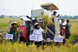 Forkopimda Sidoarjo Panen Raya Padi di Desa Kemuning Tarik, Komitmen Bersama Wujudkan Ketahanan Pangan Nasional