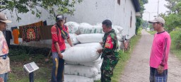 Babinsa Serka Ramli Lippu Dampingi Petani Desa Gemurung Panen Raya
