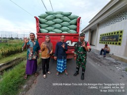 Babinsa Bersama BULOG Dampingi Panen di Ketegan, Wujud Nyata Sinergi untuk Ketahanan Pangan