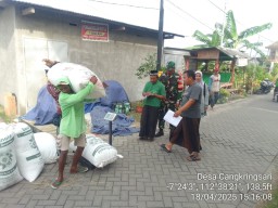 Babinsa Sertu Sulur W Dampingi Serap Gabah BULOG di Sukodono, Wujud Sinergi Dukung Ketahanan Pangan